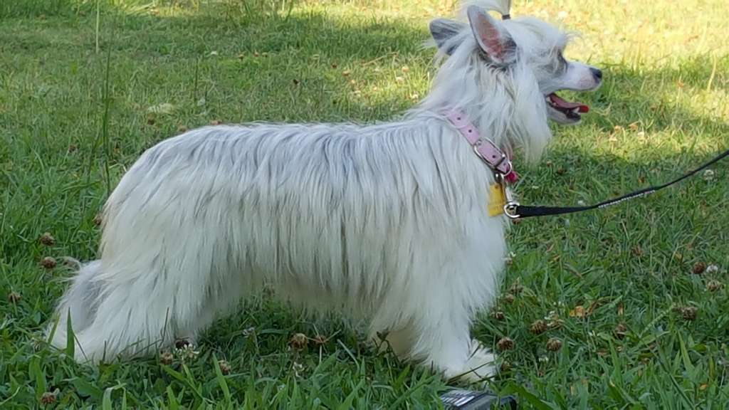 Faerydreamer's Practical Magic