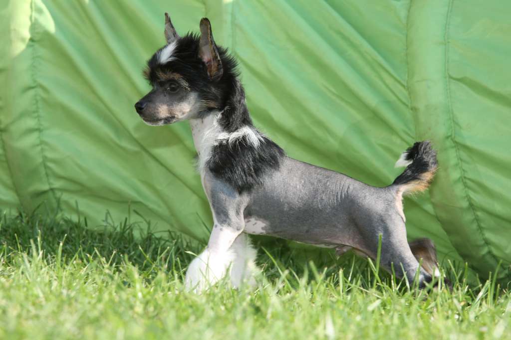 This One's For You Princes de la Roses