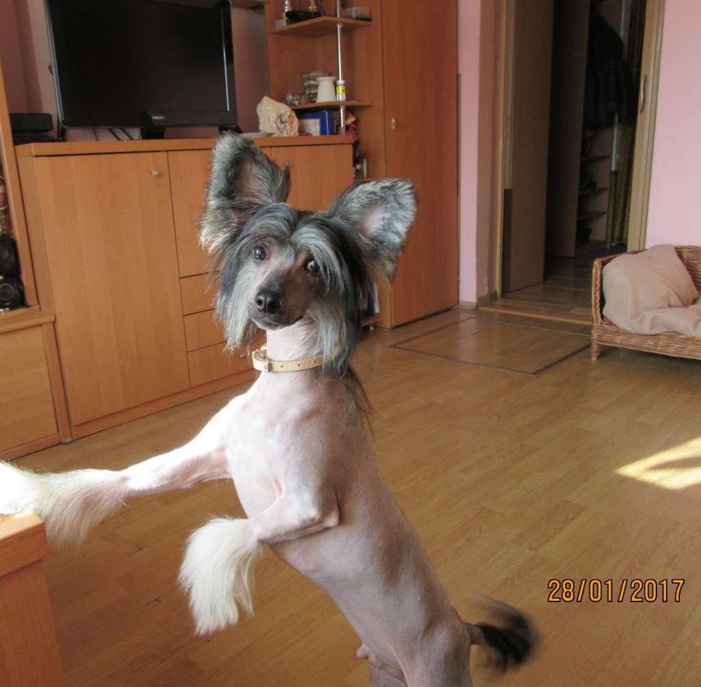 Rufus Exotic World FCI