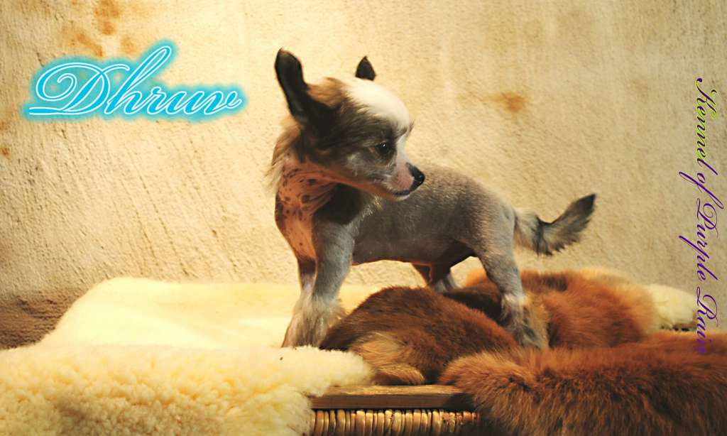 Dhruv of Purple Rain