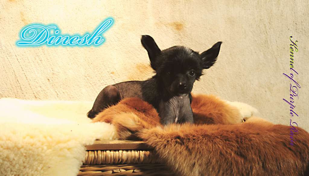 Dinesh of Purple Rain