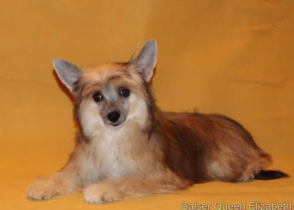 Galser Queen Elizabeth