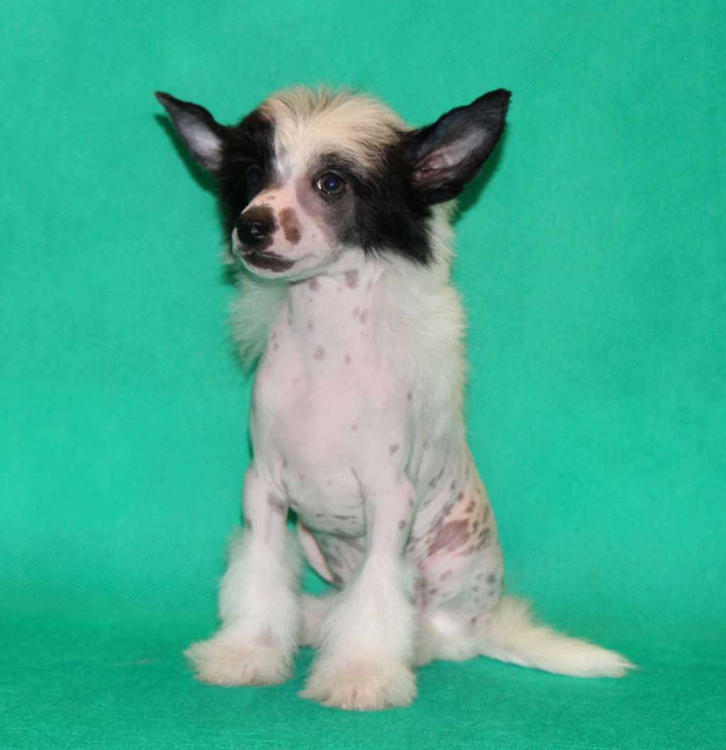 Galser Kart Blansh Anturazh