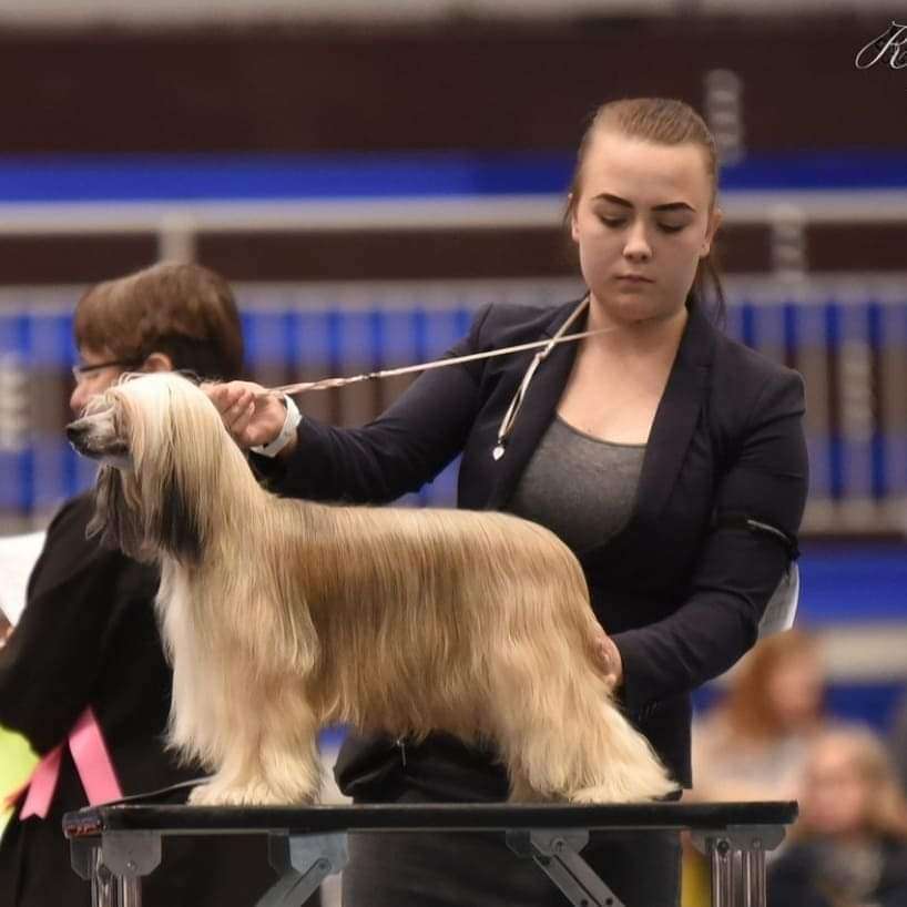 C.I.B  Pideraq's Elegant Toydoll