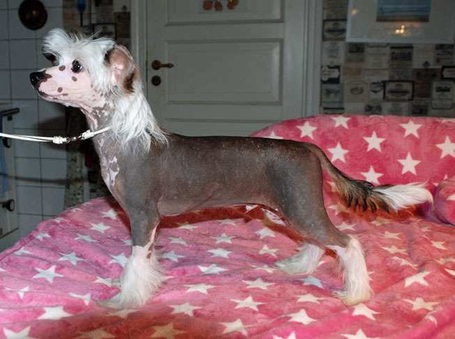 Suanho's Tupac Amaru