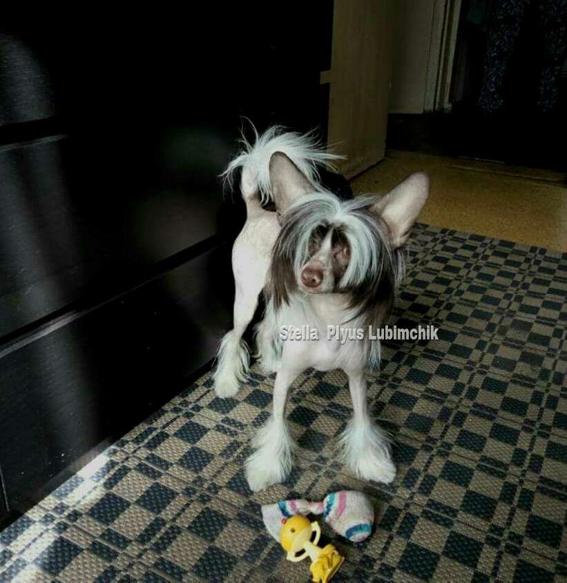 Stella Plyus Iznegenniy Lyoubimchik