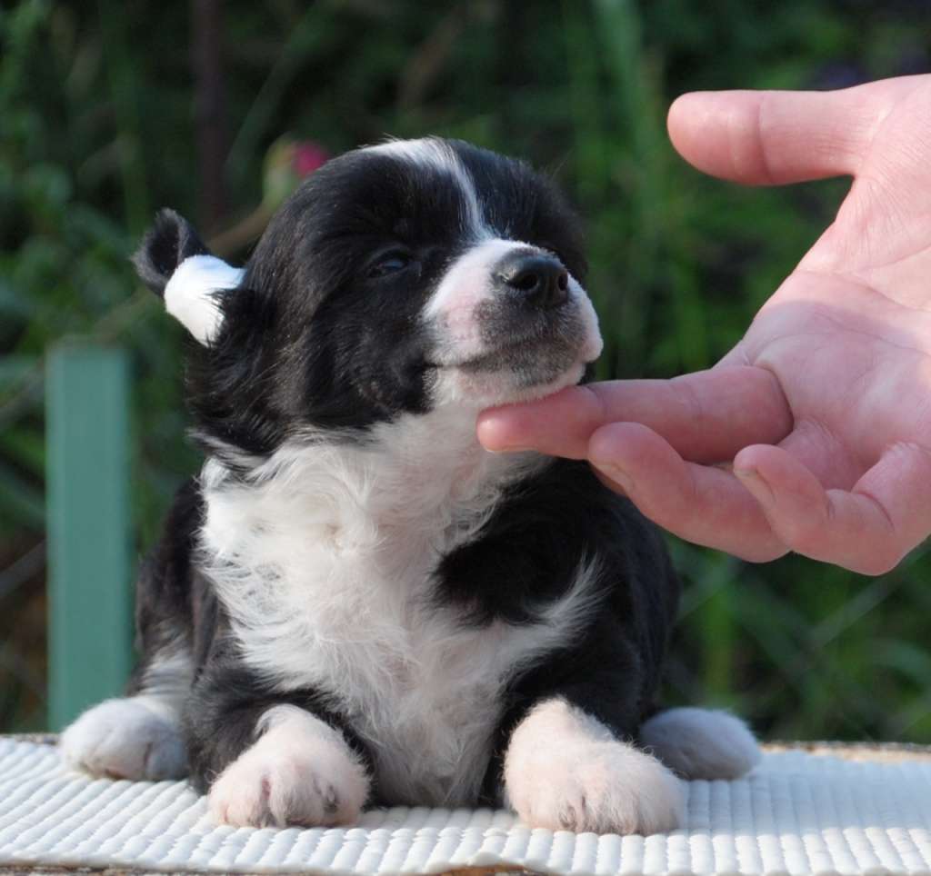 Fantasia  Dom Risorto