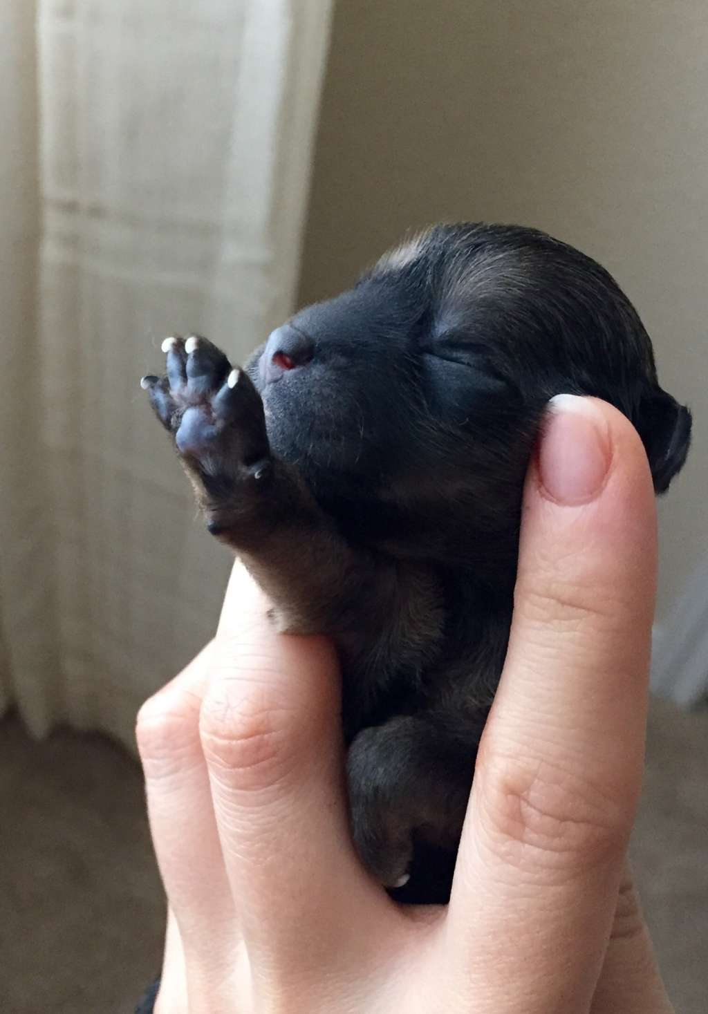 Gracieux Worth The Wait