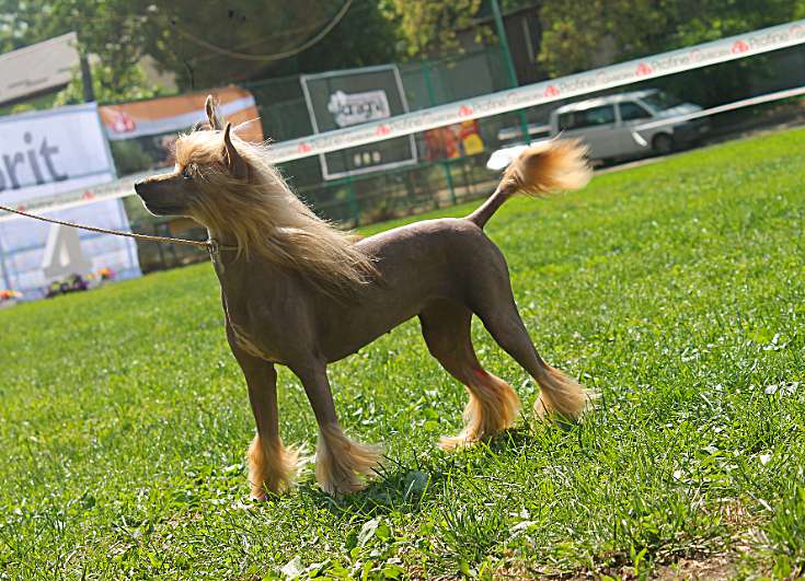 Vendetta Molosos Gratzi