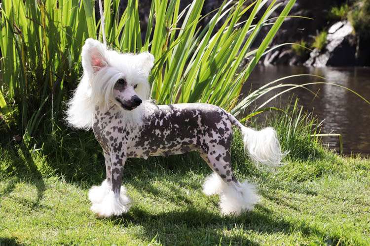 U Are So Beautiful Princes de la Roses