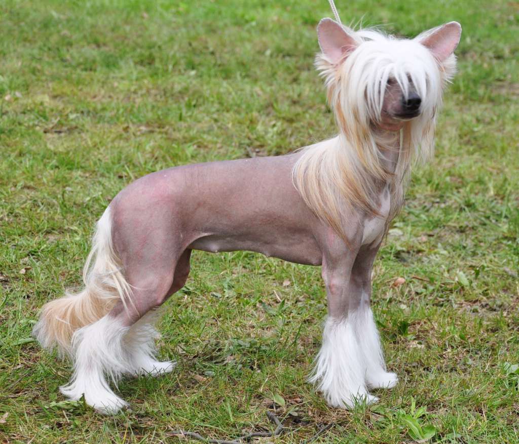 Escobara Toutou Velu