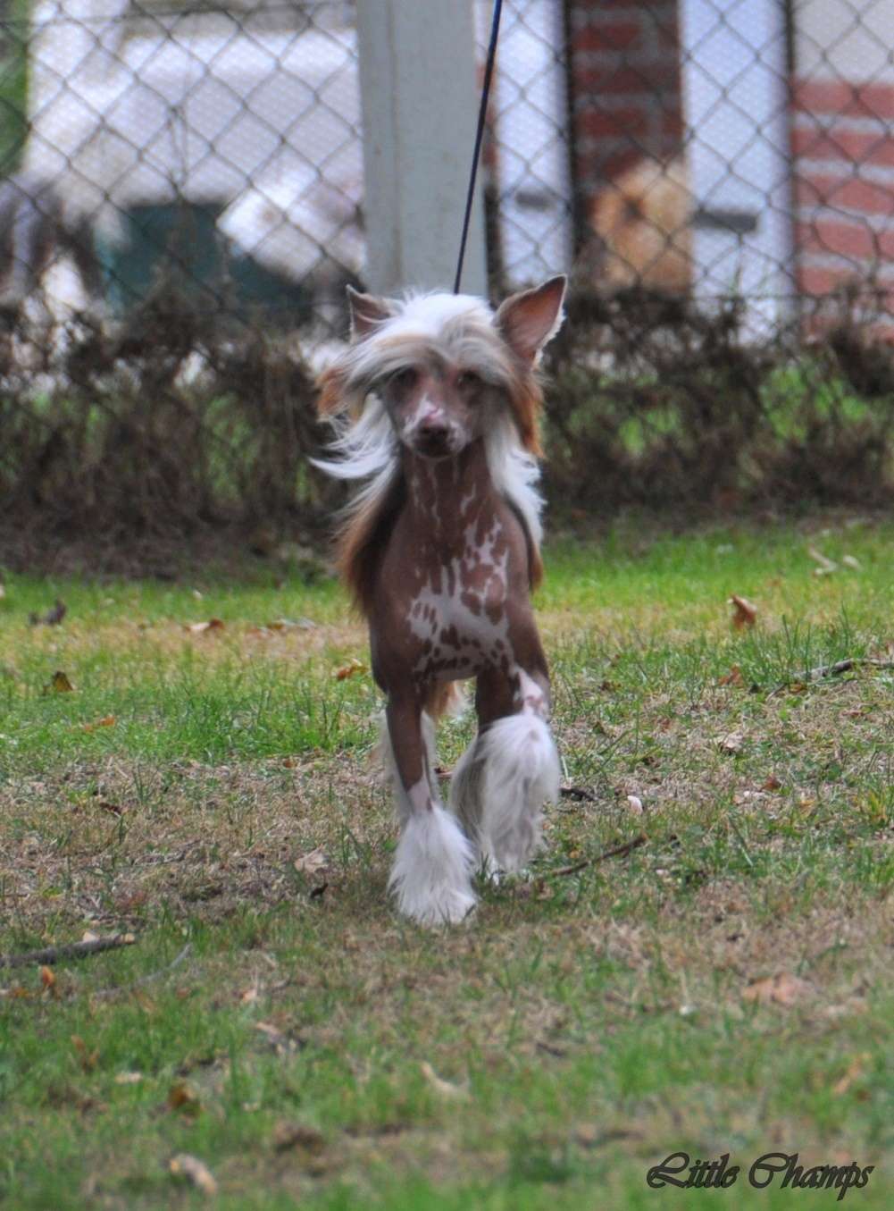 Marie Antoinette Little Champs