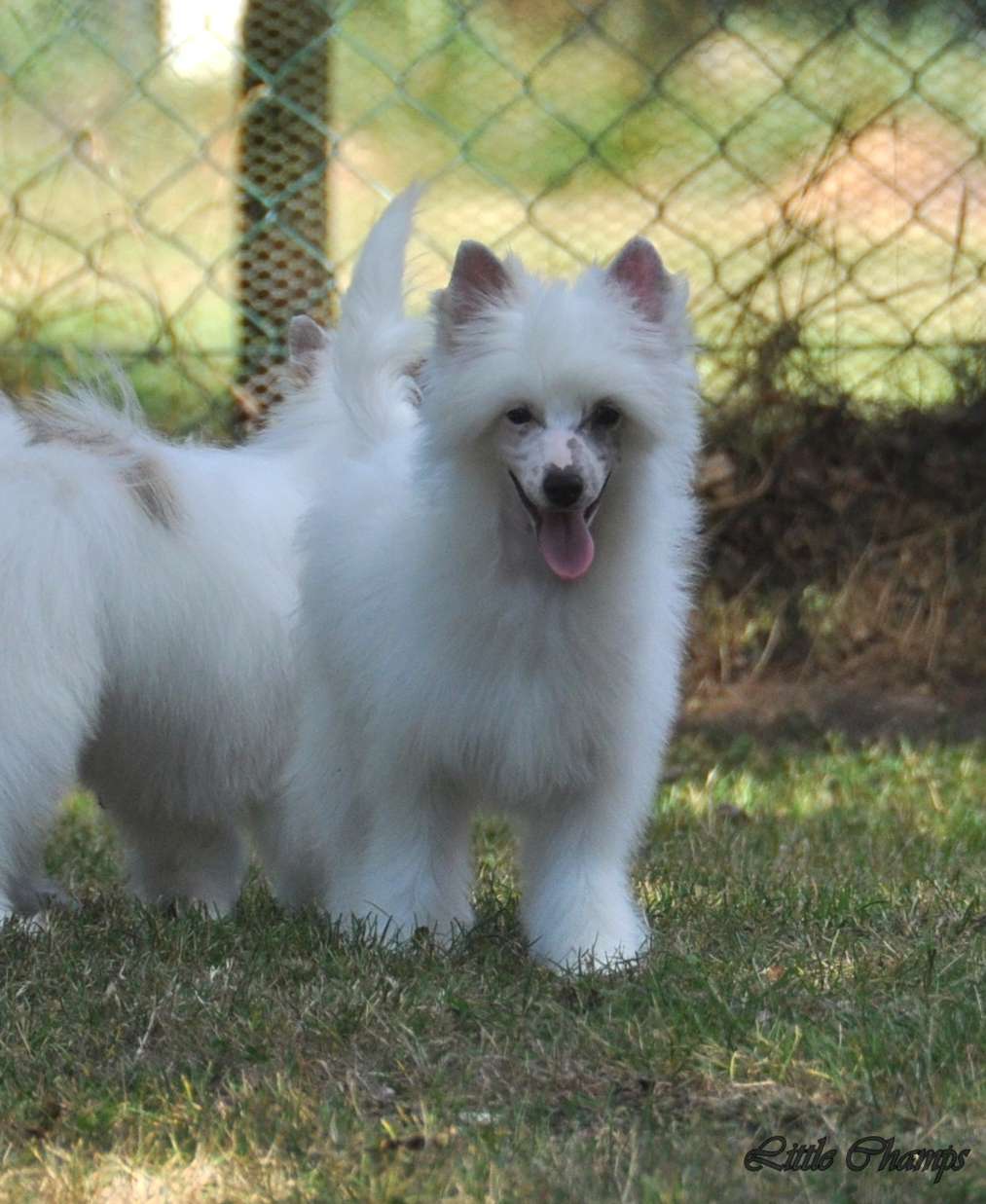 Meringue Little Champs