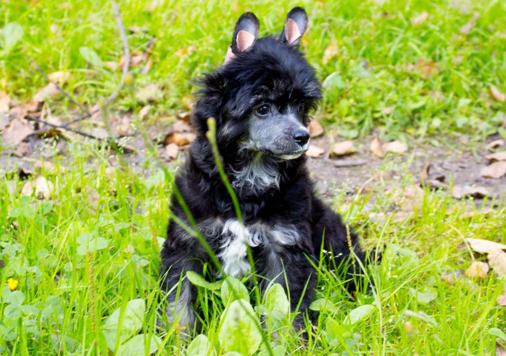 luniks Stail Eldorado