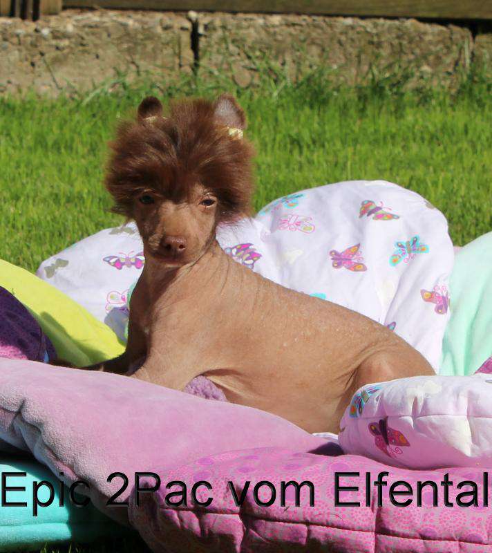 Epic 2Pac vom Elfental
