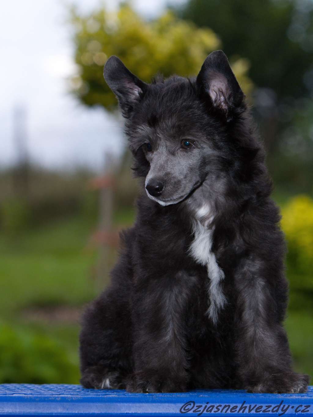 Night Queen z Jasne hvezdy