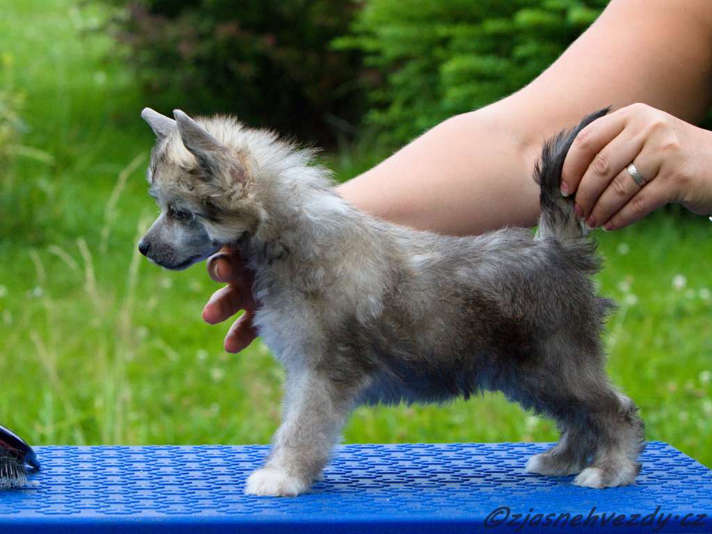 Nikita z Jasne hvezdy