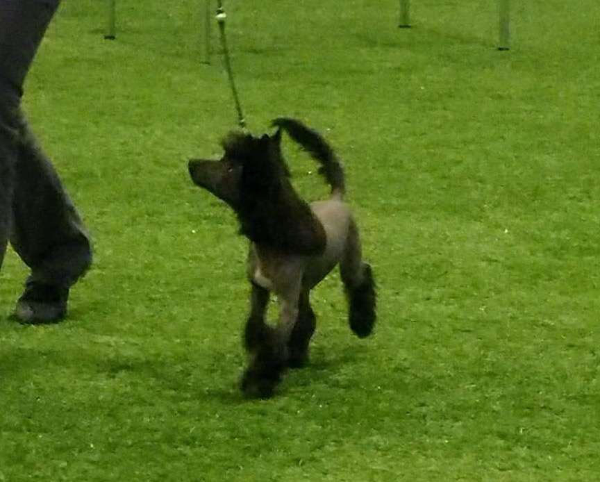 Napoli z Jasne hvezdy