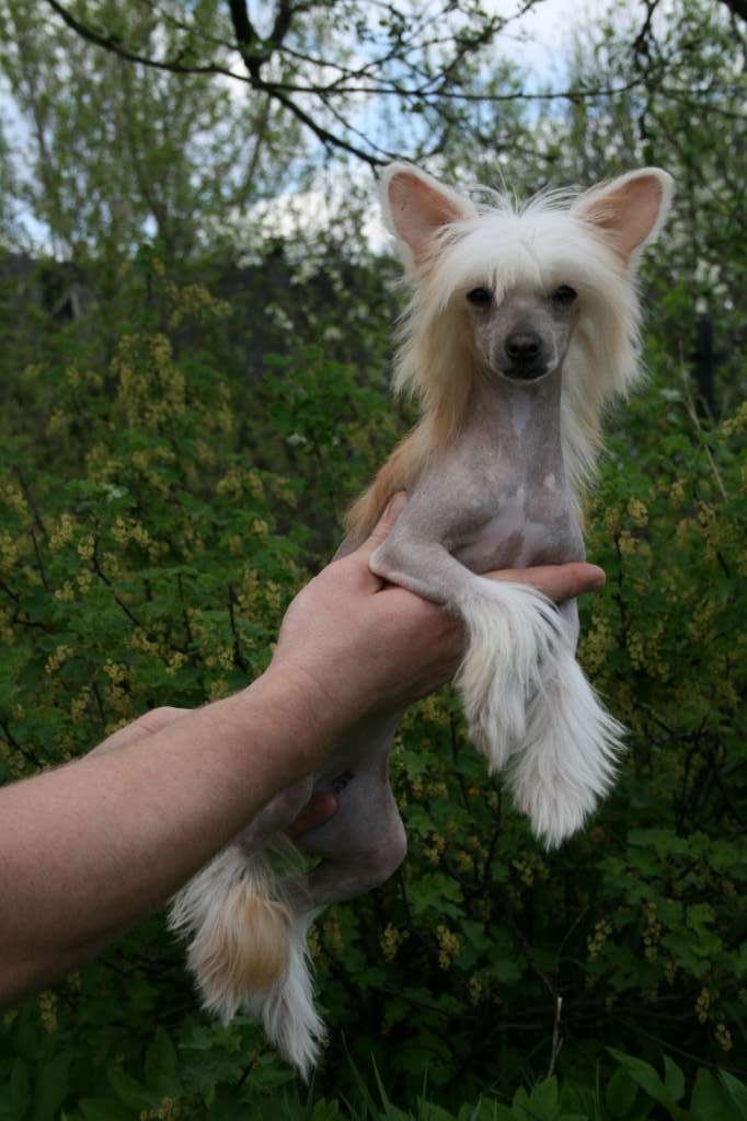 Apriori Vip Chenelle