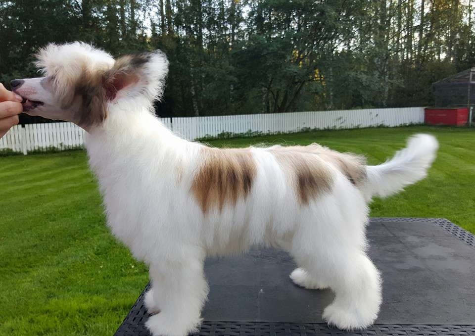 Pinky Twinky Ticket To The Moon