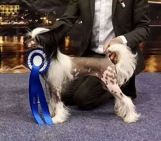 Kaliforniya iz Vanil'nyh snow