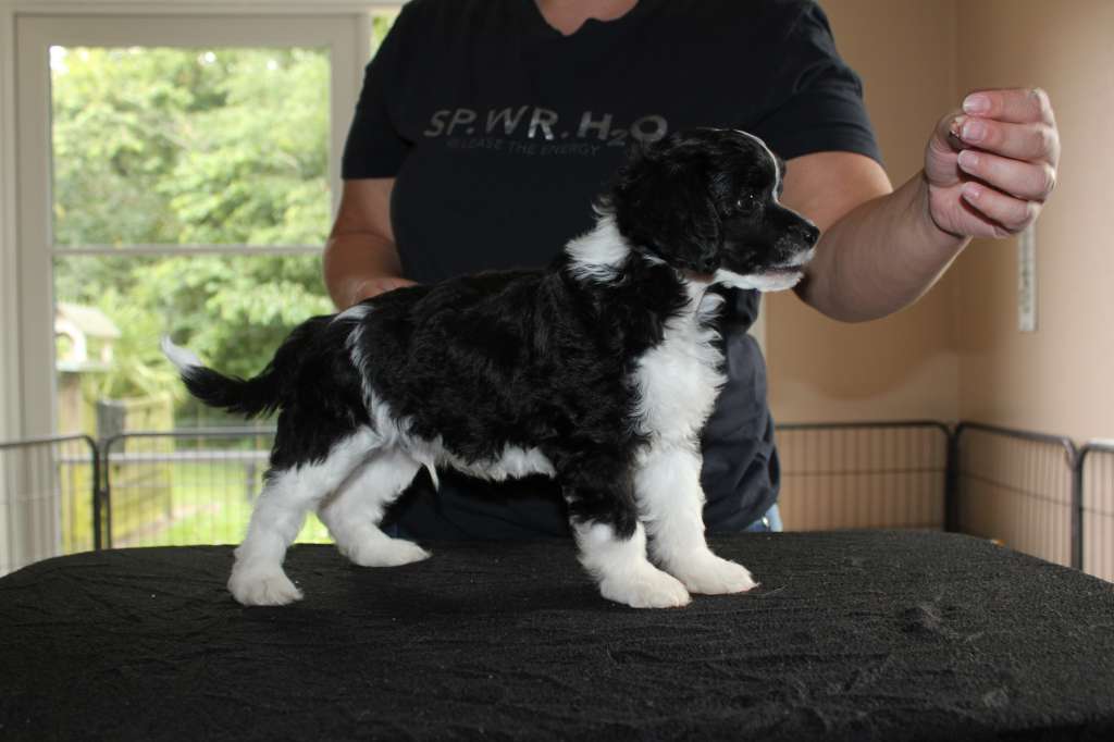 Hottie Tots Daydream Believer