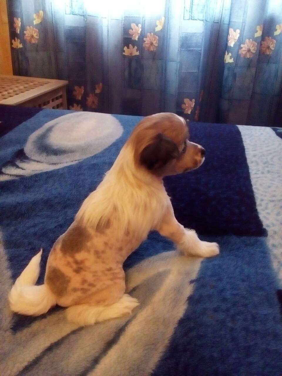 Sapfir iz Tsarskogo Sela Cheroki