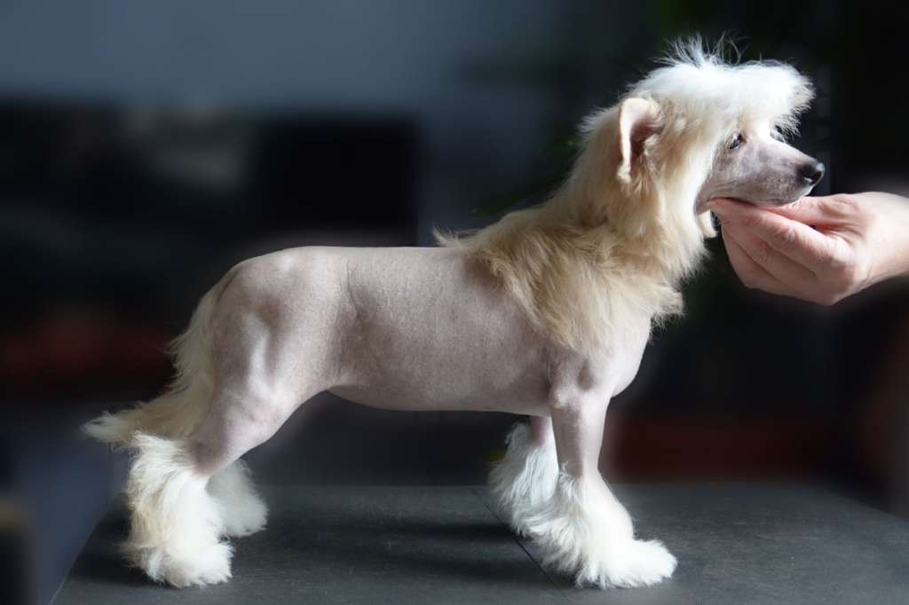 Danika Star Michel Ma Belle