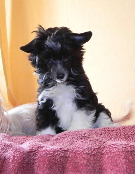 Sariolo Revda Center of Lucky