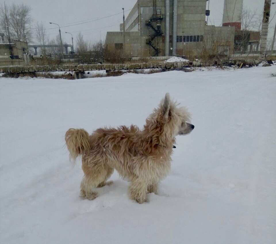 Danika Star Maestro Powderpuff