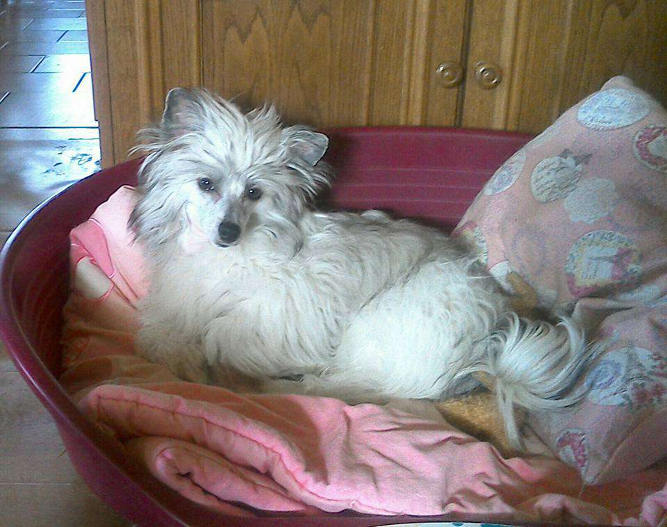 Carmen Modrá Laguna Moravia