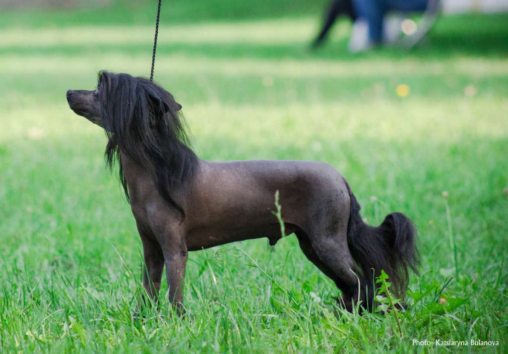 Shlyahetski Gonar VanDer Vill