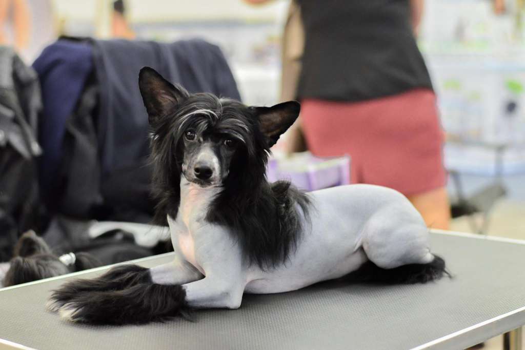 Bumblebee Aurora Borealis Croatia