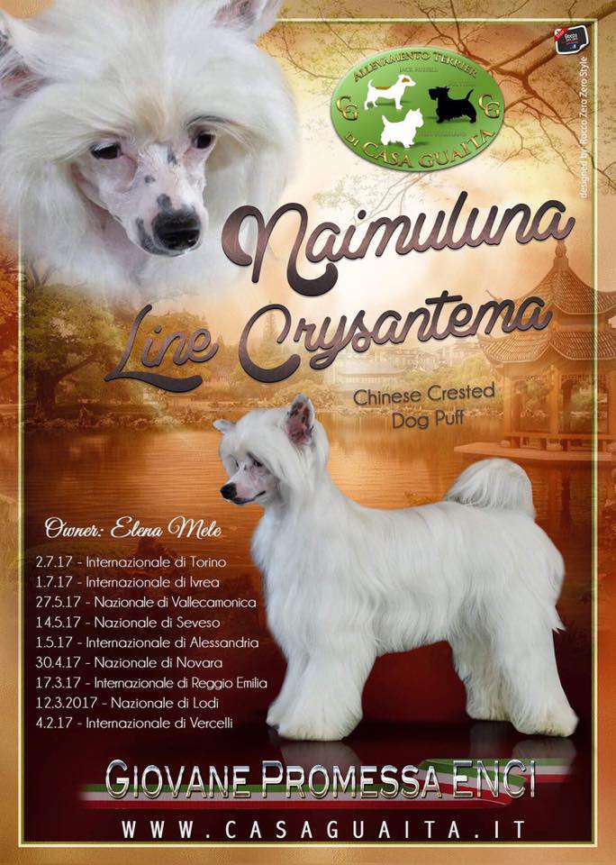 Naimuluna Line Chrysanthema (puff)