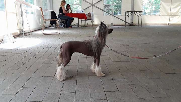 Birchvolgyi Geisha Shurisha