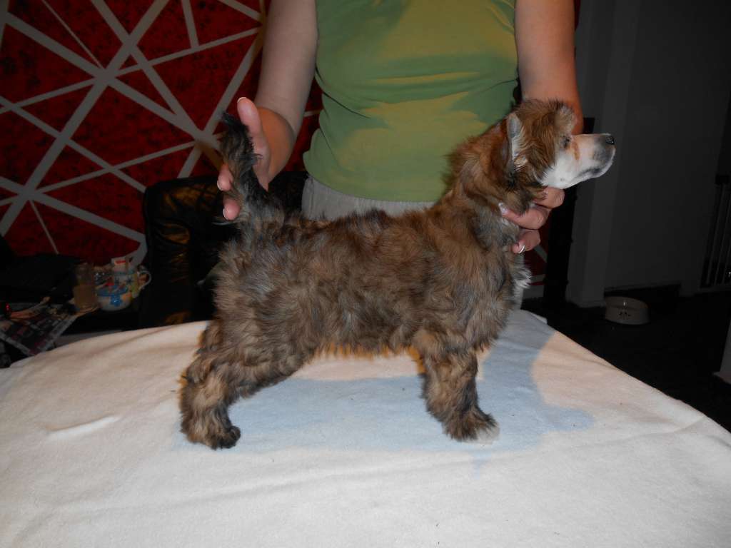 Birchvolgyi - Gloria