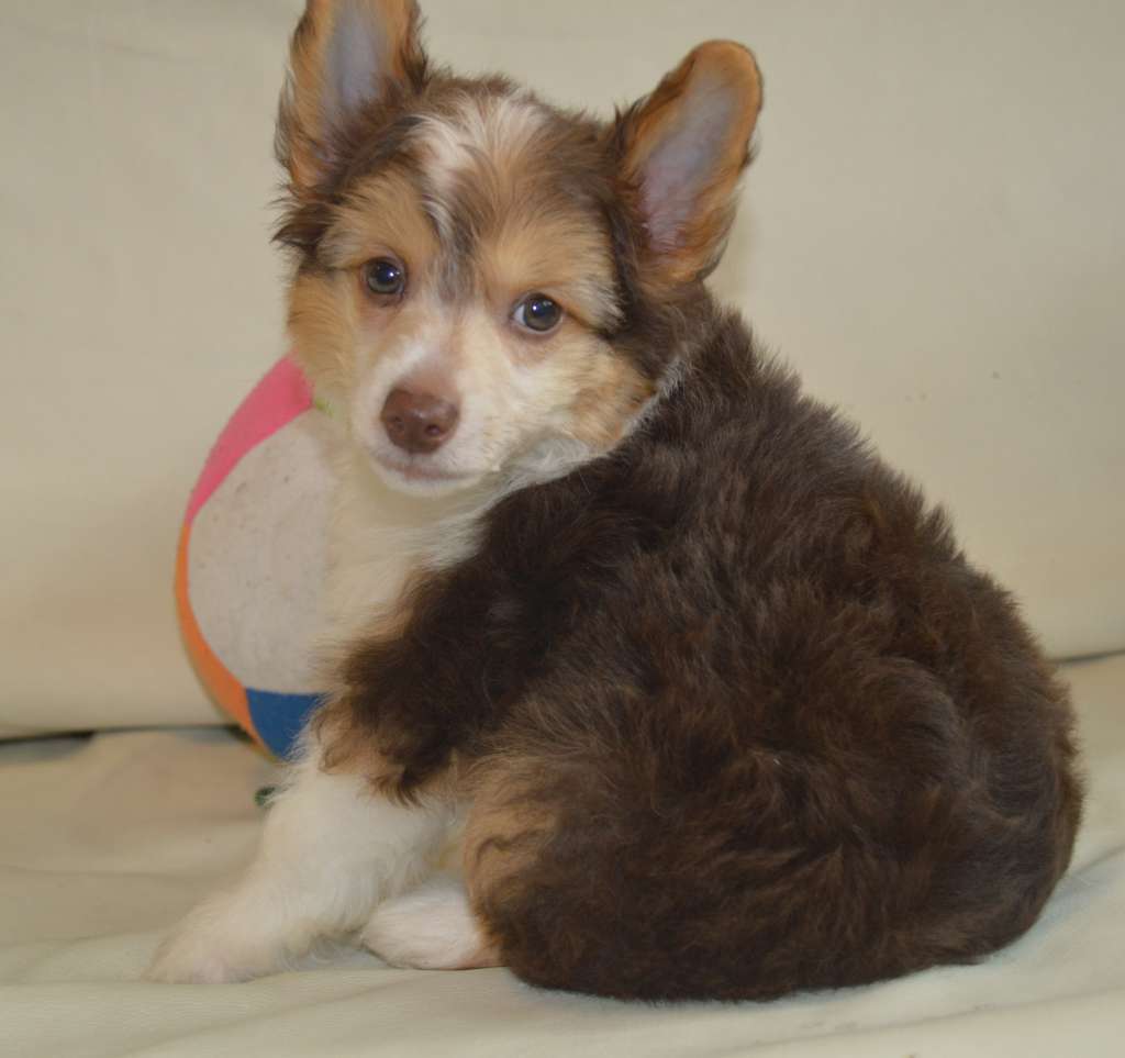 Ogni Stolitsy Zvezdny Prince