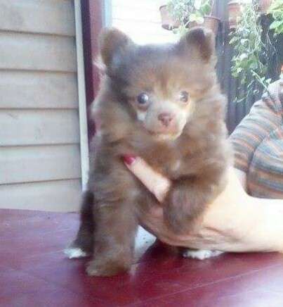 Vellar Pljus D'Jeil Seyfried