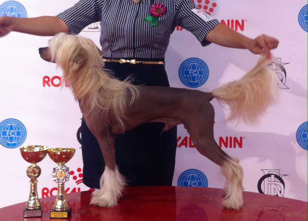 Rolana Family Maestro Amadeus