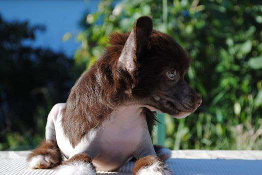 Gold Winner Dom Risorto