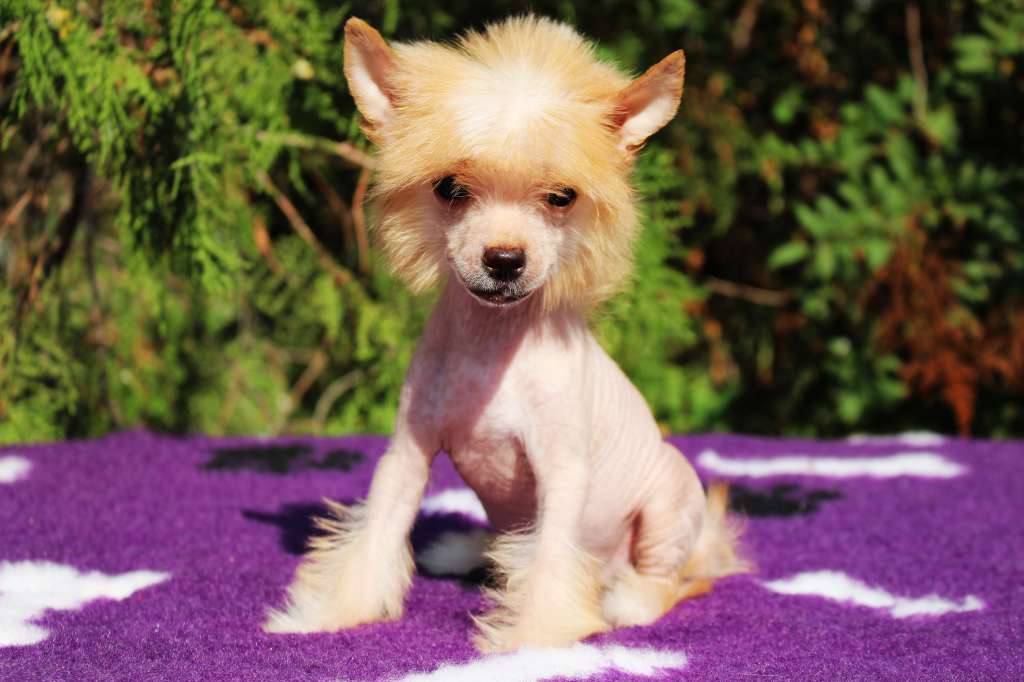 Impressive Style de Fageiro