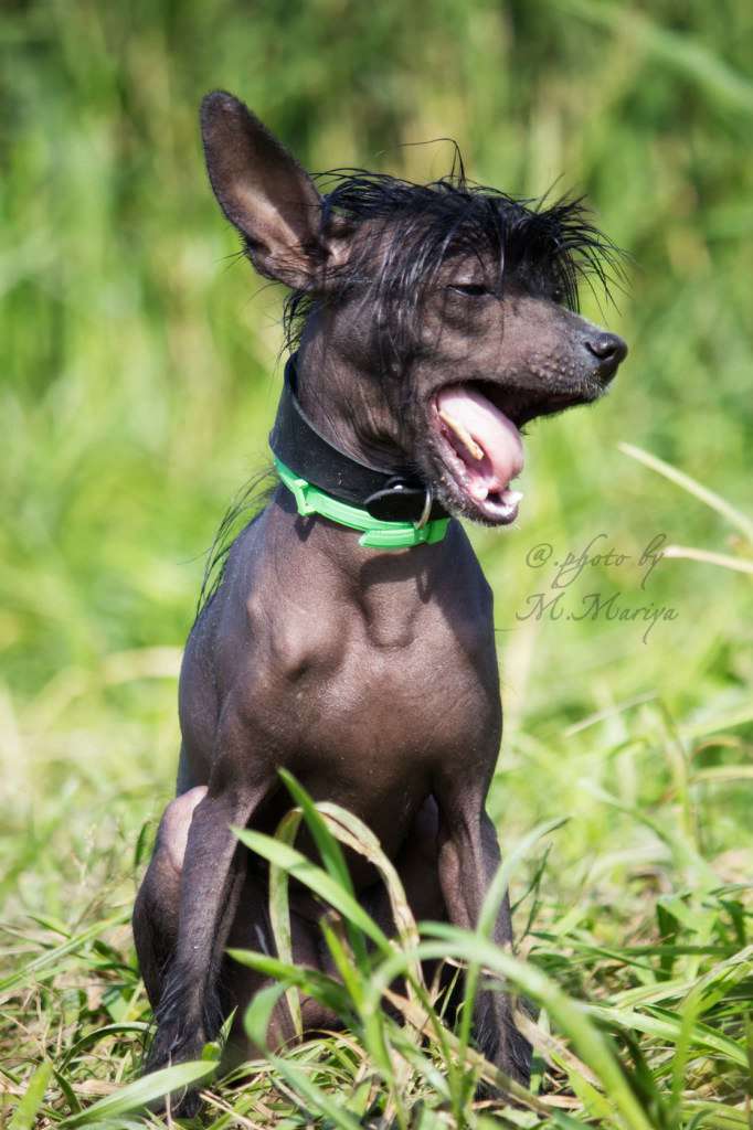 Seagull Young Goddess