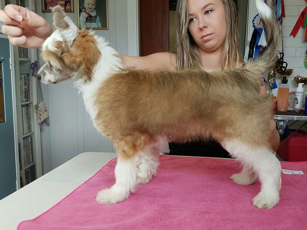 Angel Sprinkle's A Single Boy