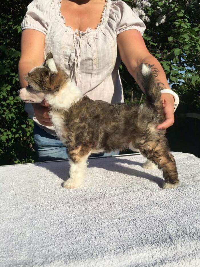 Angel Sprinkle's All About Me