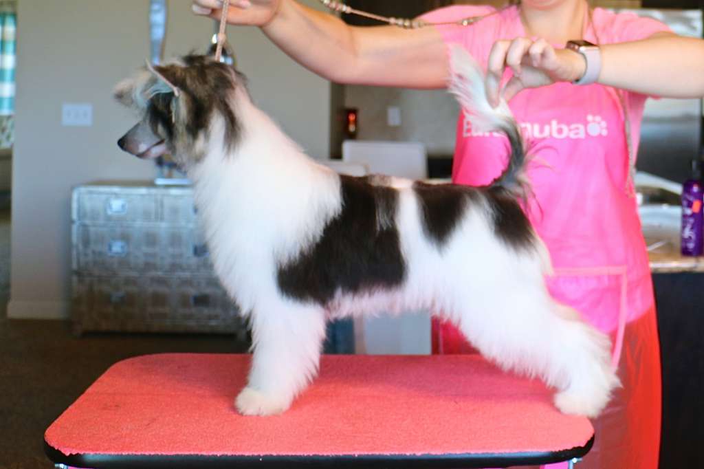 Charisma Busy Being Fabulous at Bare Tracks