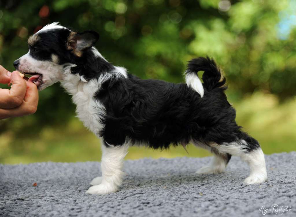 Hippie Royale Iggy Pop