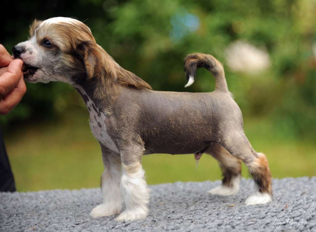 Hippie Royale Topper Pop