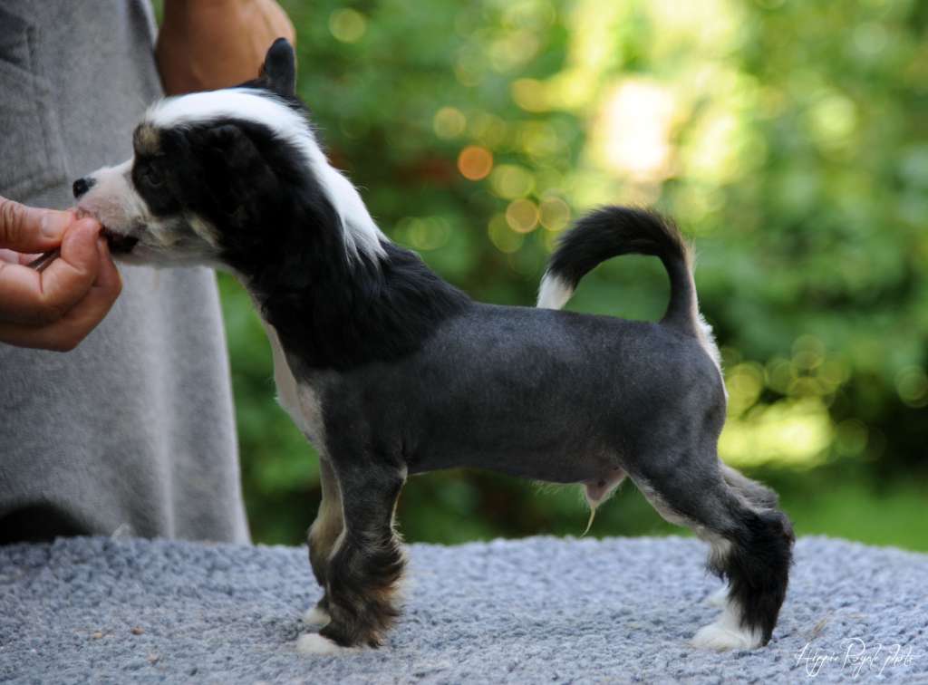 Hippie Royale Tiger Pop