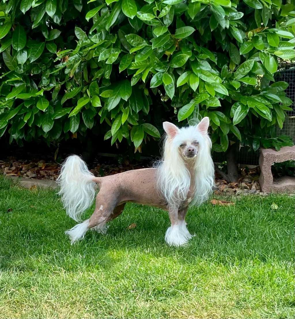 Edcullen's Glade Fräulein von und zu Mupfel