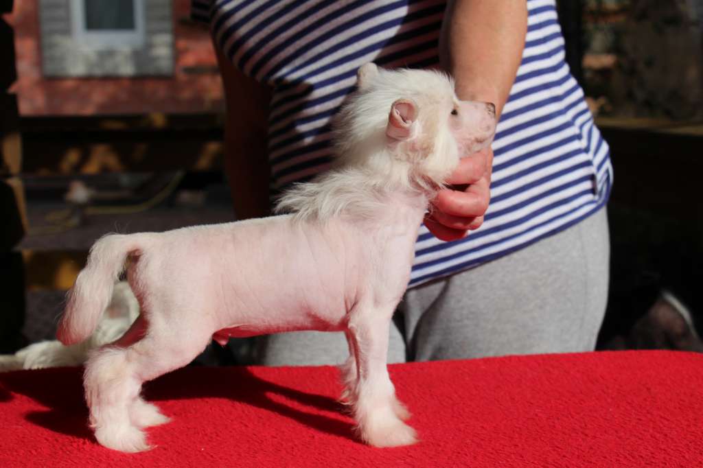 Bella Constanta King Lion